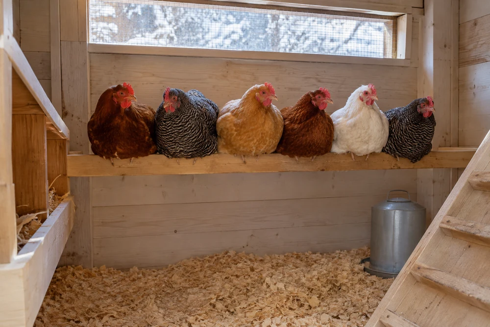 Hens roosting together on a flat 2x4 roost over deep pine shavings to keep chickens warm in winter